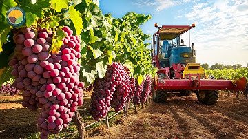 How Farmers Harvest Grapes For Wine In A Factory - Wine Production Process | Farming Documentary