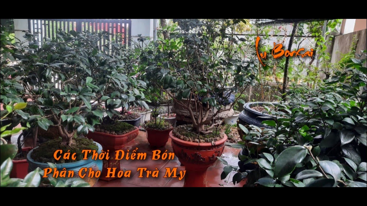 Bón Phân Cho Hoa Trà My P2- Các Thời Điểm Bón Phân Cho Hoa Trà My