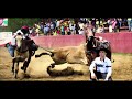Aquí esta el Arrendajito, Edwin Gómez - El Arrendajito Araucano