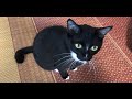 カギしっぽ猫メイおちょくり総集編・Play with cats