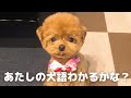 会話が成立してしまうトイプードル www
