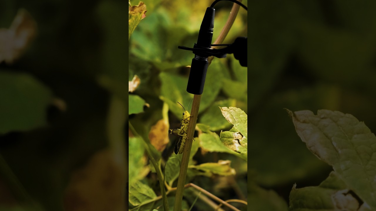 The sound of the Large Banded Grasshopper 🦗 