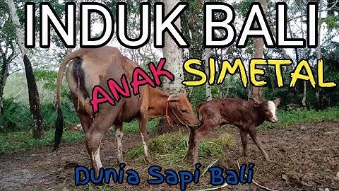 HASIL PERSILANGAN || sapi bali dan simental