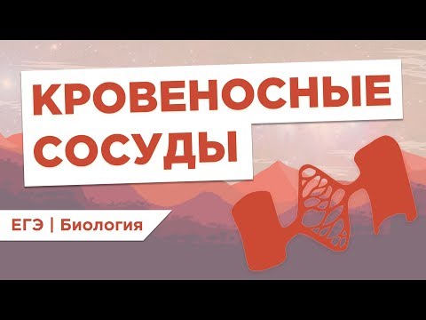 КРОВЕНОСНЫЕ СОСУДЫ l ЕГЭ Биология | Даниил Дарвин | Вебиум