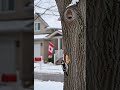 Woodpecker vs. Hidden Squirrel — Surprise Peekout! #wildlife #birds #squirrels