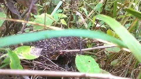 Lên rừng làm nương - Gặp ngay tổ ong ruồi khủng 2025🐝