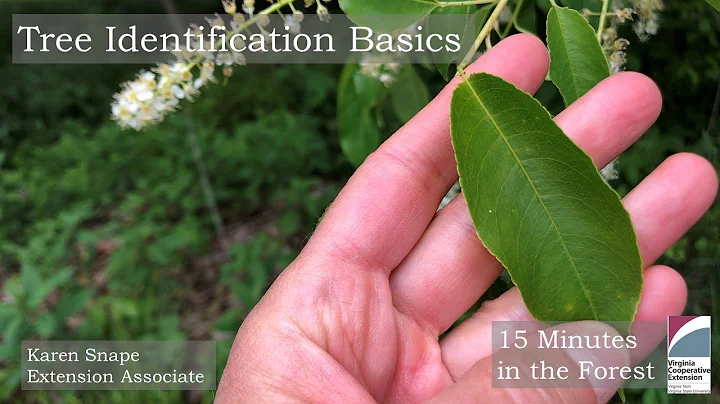 Fifteen Minutes in the Forest: Tree Identification Basics