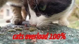 A Day in the Life of Adorable Cats by Cats OVERLOAD 66 views 1 month ago 5 minutes, 22 seconds