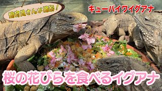 静岡に早くも春が来たので イグアナが一早く満喫しています