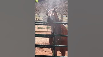 Thumbnail of ❤️ This song suits my gorgeous friesian sport horse filly. Shes crossed with thoroughbred￼. My dream