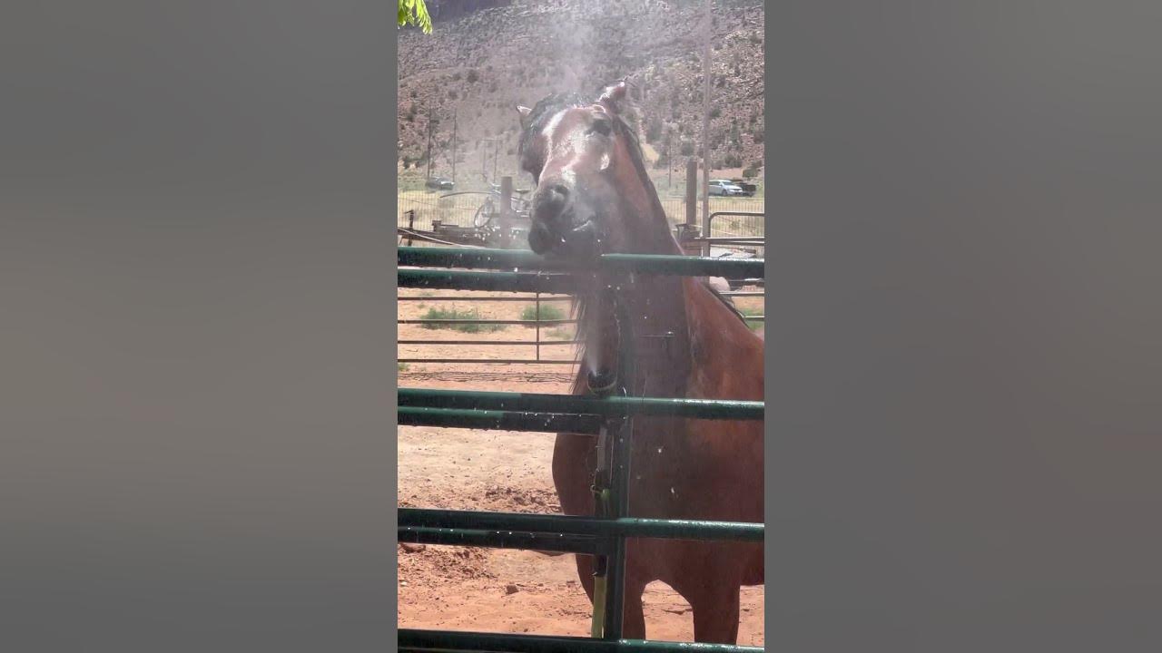 ❤️ This song suits my gorgeous friesian sport horse filly. Shes crossed with thoroughbred. My dream ❤️ This song suits my gorgeous friesian sport horse filly. Shes crossed with thoroughbred. My dream