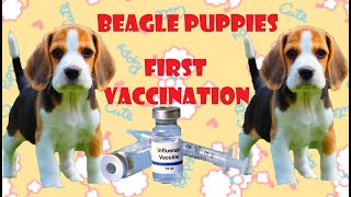 First Vaccination ( Unang Bakuna ) Of our Beagle Puppies by Restless TV 7,957 views 4 years ago 3 minutes, 37 seconds