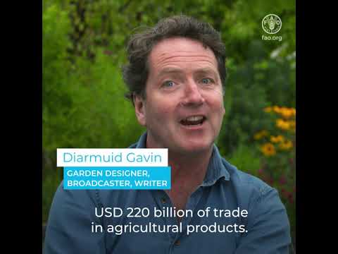 Video: Ķimeņu augu problēmas: uzziniet par izplatītākajām ķimeņu slimībām un kaitēkļiem