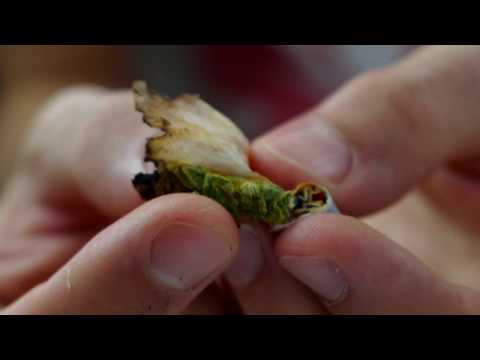 Wake and Bake with a Sushi Doobie - Daily Grind