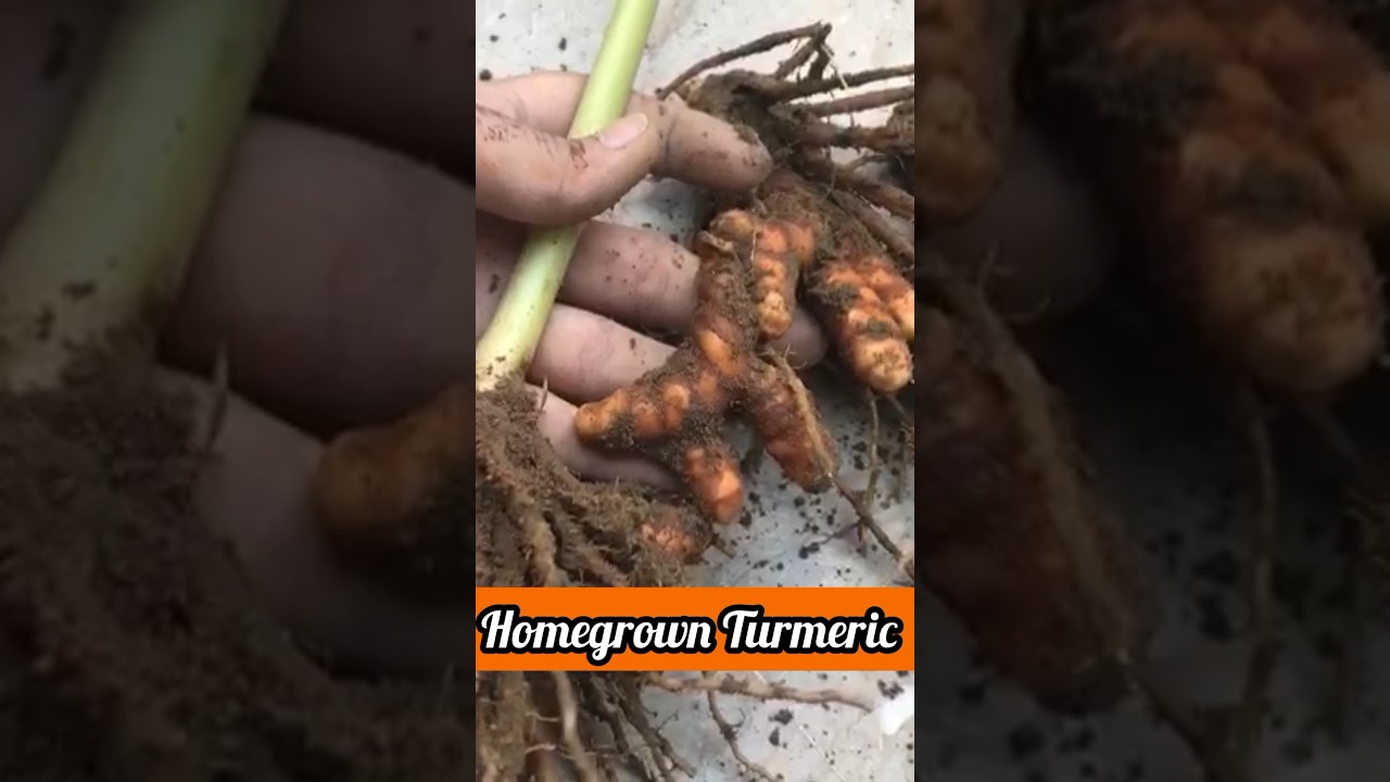 Wow 😱Turmeric Result 💯% #plants #art #diy #shorts #shortvideo #art #viral #garden #gardening