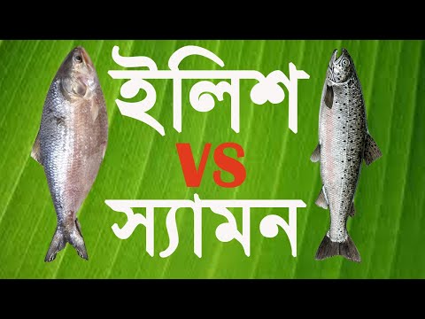 ভিডিও: সবচেয়ে মাছের স্যামন কি?