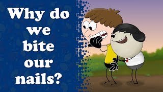 Why do we bite our nails? | #aumsum #kids #science #education #children