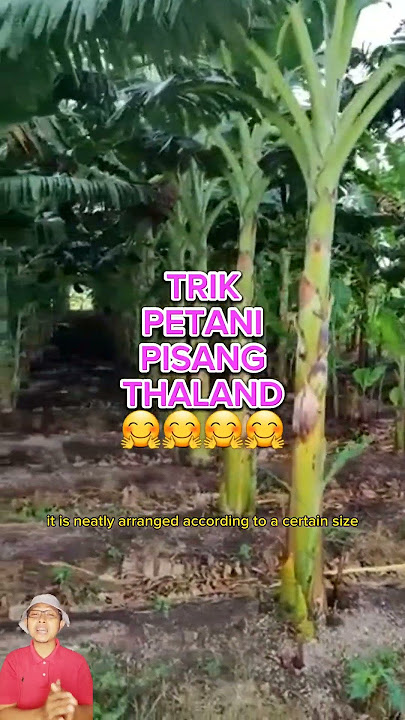 TRIK PETANI THAILAND MENANAM PISANG  #petani
