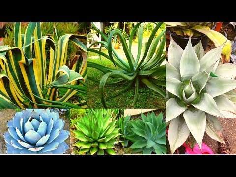 AGAVE VARIETIES -