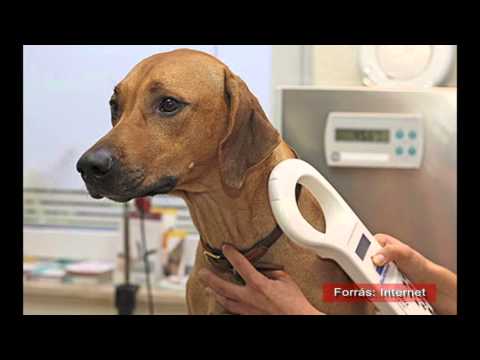 Videó: Lehetséges, hogy kiterjesztheti kutyája életét (komolyan)