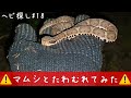マムシ(毒蛇)をハンドリング!(蛇採取2021!#18)【蛇探し、捕獲】♦️Journey to catch snakes 2021!#18 Handling Viper