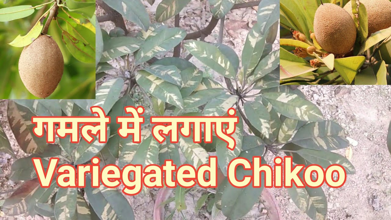 Variegated Chikoo || Sapodilla Plant In Pot || गमले में लगाएं चीकू का पौधा