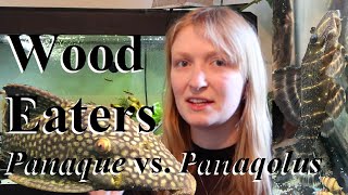 Wood Eating Plecos - Panaqolus vs Panaque (Royal Plecos) #pleco #aquarium
