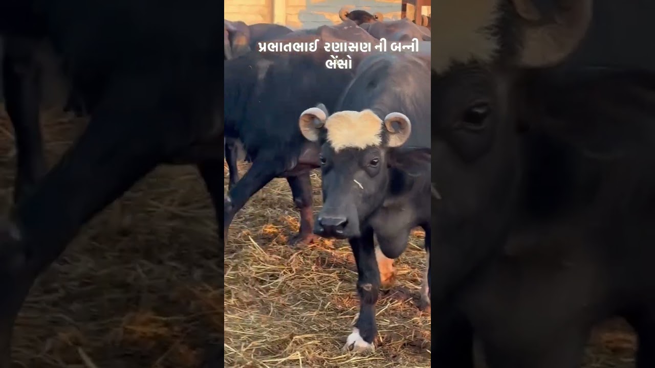 bani bafelo ❤️ kuvarka dairy farm ranasan ❤️