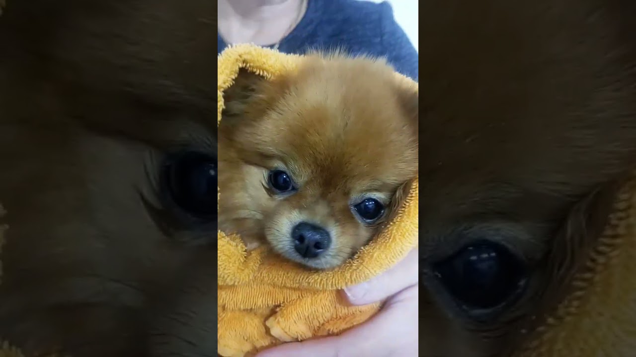 помылись после прогулки