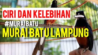 CIRI DAN KELEBIHAN MURAI BATU LAMPUNG