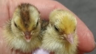 видео: Перепелята в прямом эфире! 🤯 картинка: Перепелята в прямом эфире! 🤯