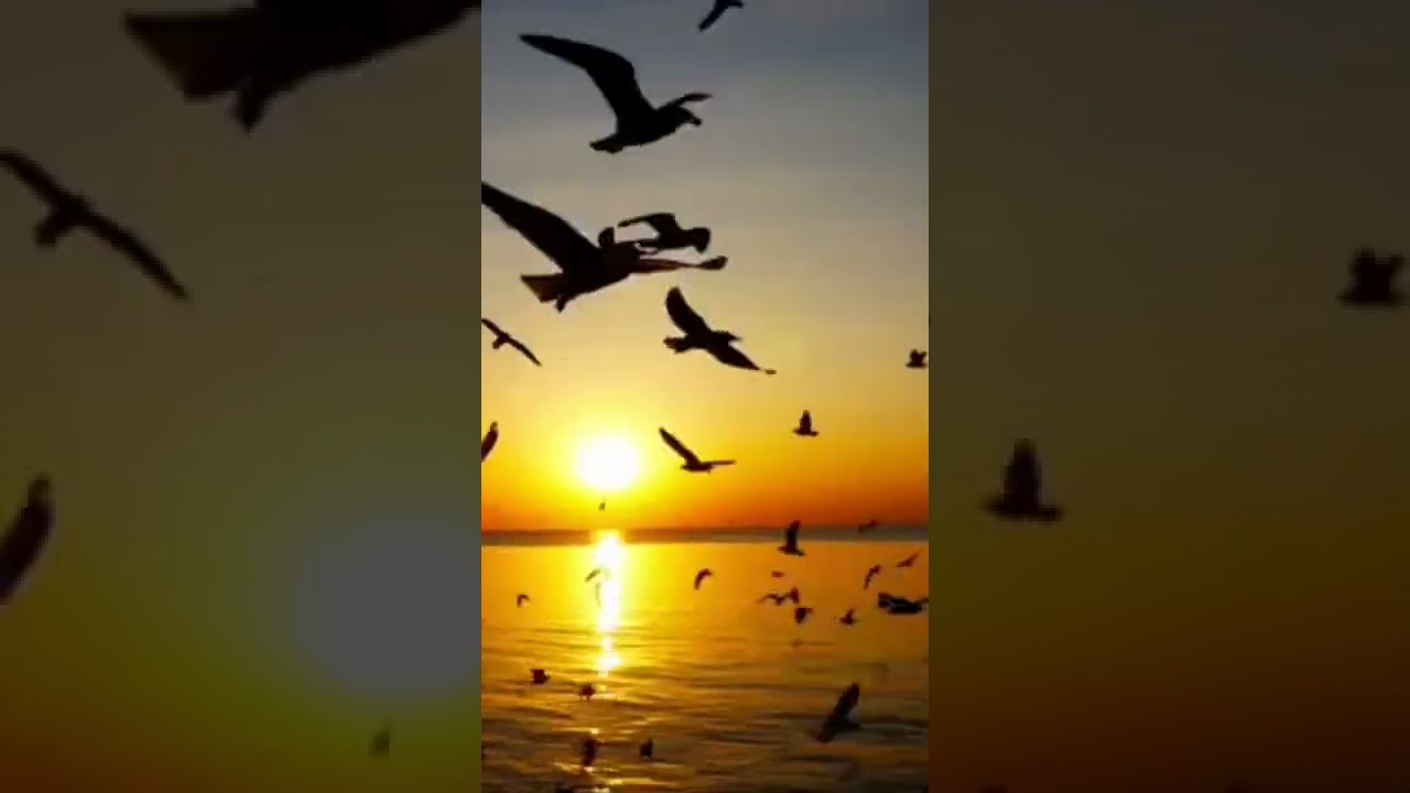 #birds