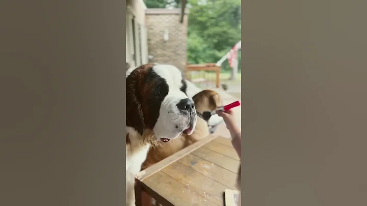 just a little doggie makeover   all natural makeup...