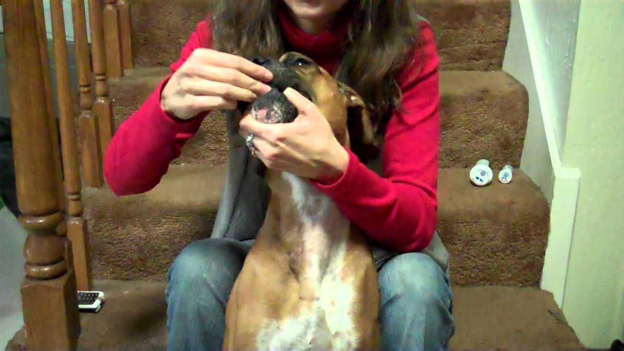 Giving a dog a pill YouTube