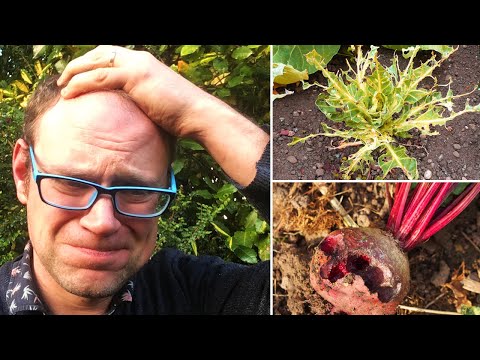 تصویری: اشتباهات رایج باغبانی - با مشکلات برنامه ریزی باغ آشنا شوید که باید از آنها اجتناب کنید