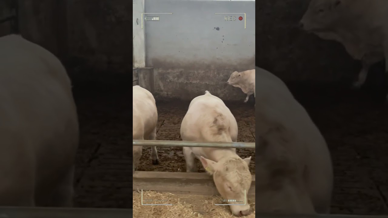 ⭕ CHAROLAIS CATTLE ✅ Biggest Bulls And Cow