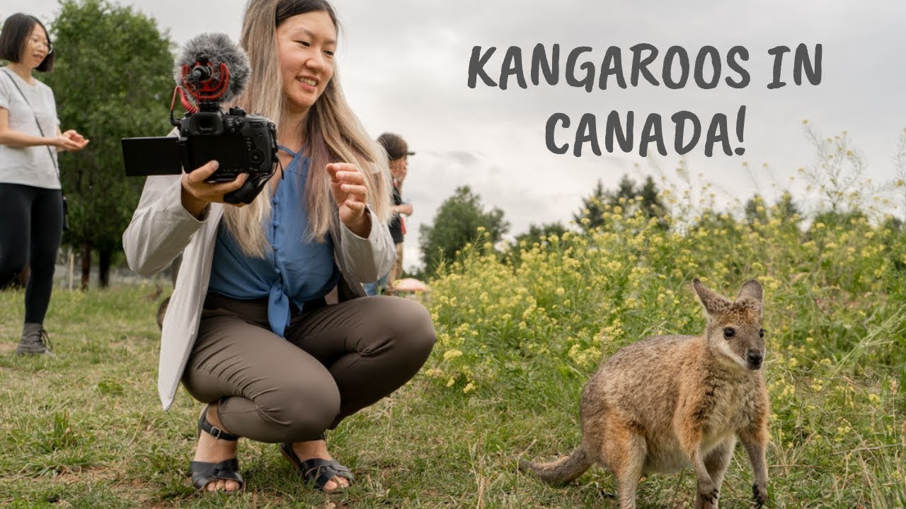 You Can See Kangaroos in Canada! Kangaroo Creek Farm, BC, Canada