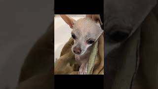 #chihuahua #собака #собачка #perro #чихуахуа
