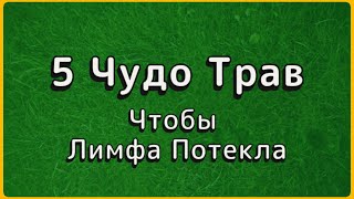 видео: ВСЕ БОЛЕЗНИ ИЗ ЗА ЗАСТОЯ ЛИМФЫ! 5 Трав Которые Запустят Её За 2 Недели. картинка: ВСЕ БОЛЕЗНИ ИЗ ЗА ЗАСТОЯ ЛИМФЫ! 5 Трав Которые Запустят Её За 2 Недели.
