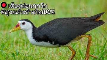 เสียงต่อนกกวักเข้าไวพิสูจแล้วได้ผล100%เสียงดึงให้นกเข้าไว