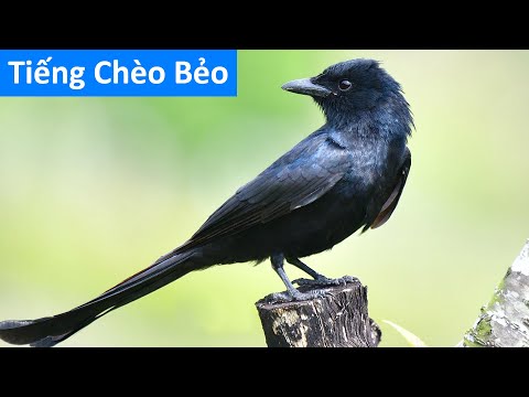 Chim Đuôi Dài Màu Đen - Tiếng chim chèo bẻo gọi đàn - Chim chèo bẻo - Tiếng chim chèo bẻo mồi chuẩn nhất