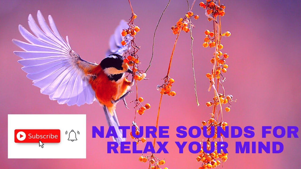 Nature Sounds | Stress Relief Music | Meditation Music - YouTube