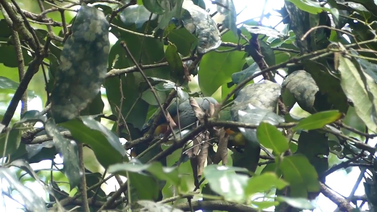 Tropical Treks: Rose-crowned Fruit Doves; Ptilinopus regina