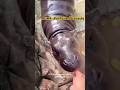 ASMR เสียงกินแตงโมของเด้ง #funny #animals #หมูเด้ง #moodeng #zoo #shortvideo #wildlife #asmr