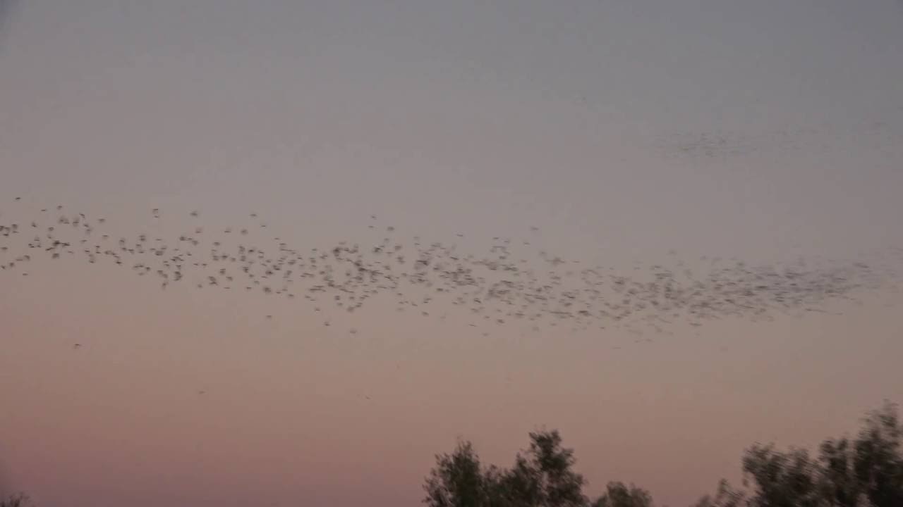 Bats flying at sunset, Sacramento California. 2016. YouTube