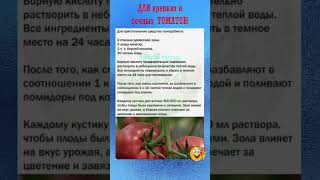 ПОЛЕЗНО ЗНАТЬ! Крепкие и сочные томаты #shorts #советы  #рецепты