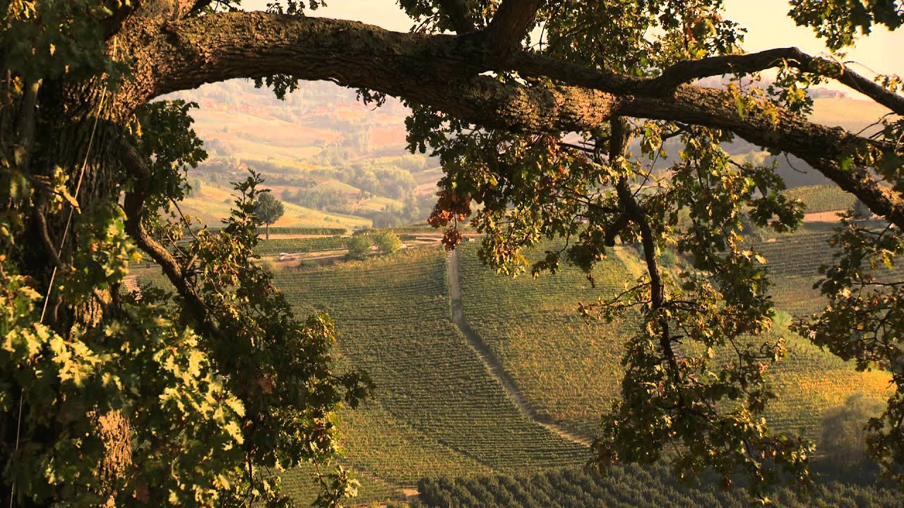 Discover the Wines Of Italy with Michael Fagan