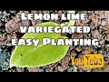 Lemon lime variegated easy Planting #lemonlime #variegated