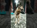 My lovely pet💕💕Bunty #shorts #youtube #dogs #shorts
