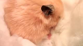 The Golden Hamsters Ear